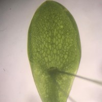 Spirodela punctata (G.Mey.) C.H.Thomps.